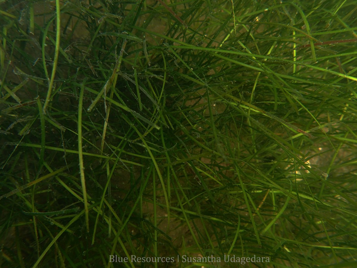 Halodula pinifolia (Niki) Hartog